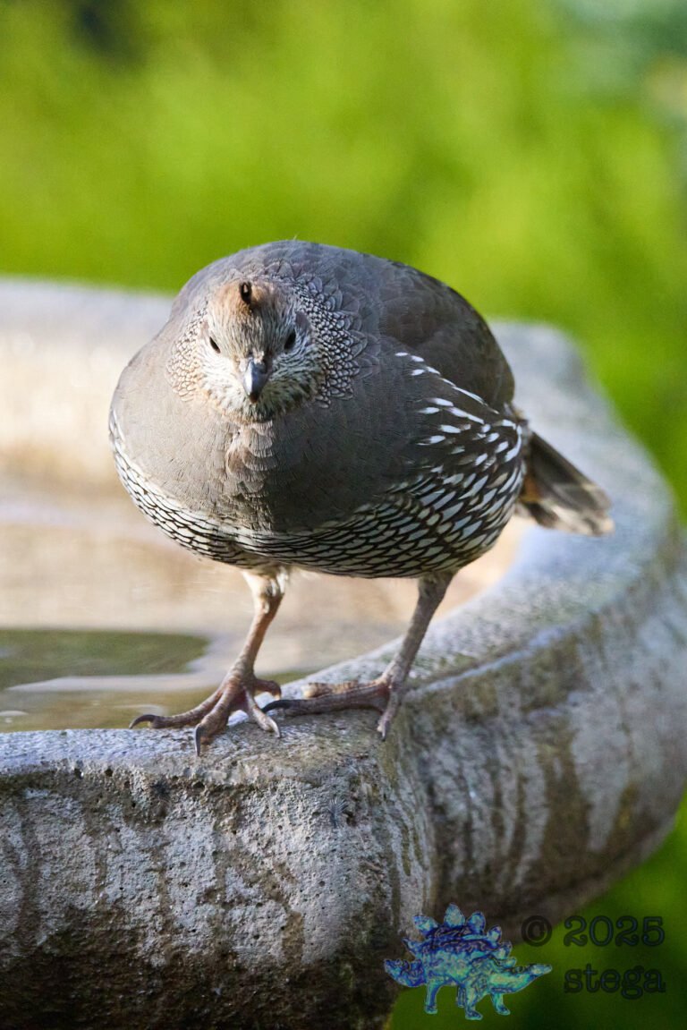 California Quail