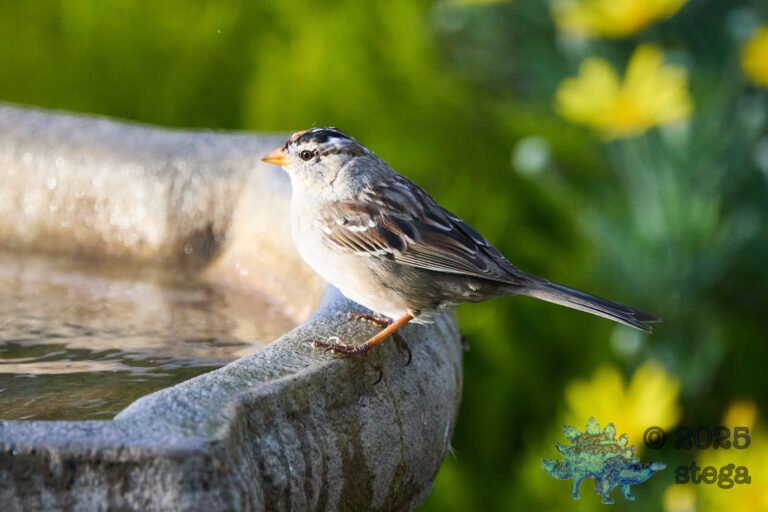 White-Crowned Sparrow