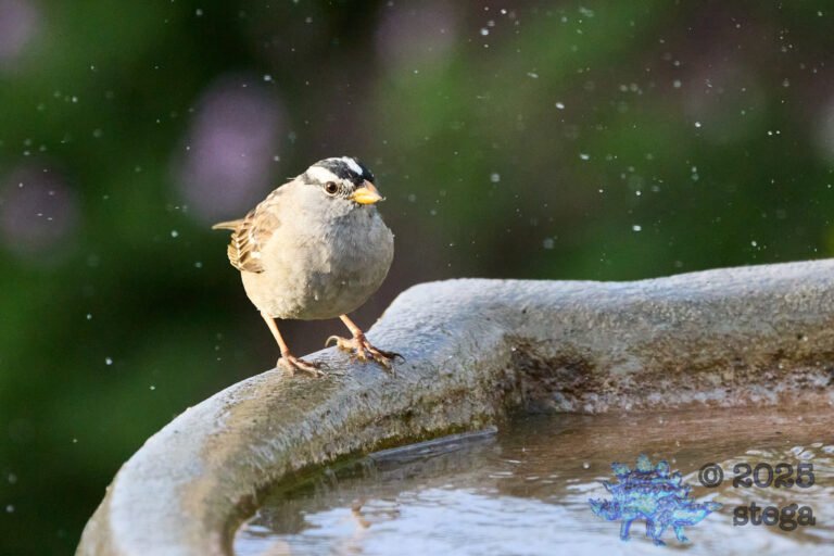White-Crowned Sparrow
