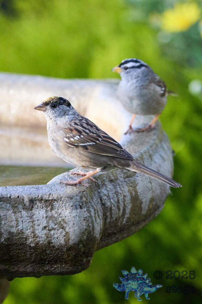Gold-Crowned Sparrow, White-Crowned Sparrow