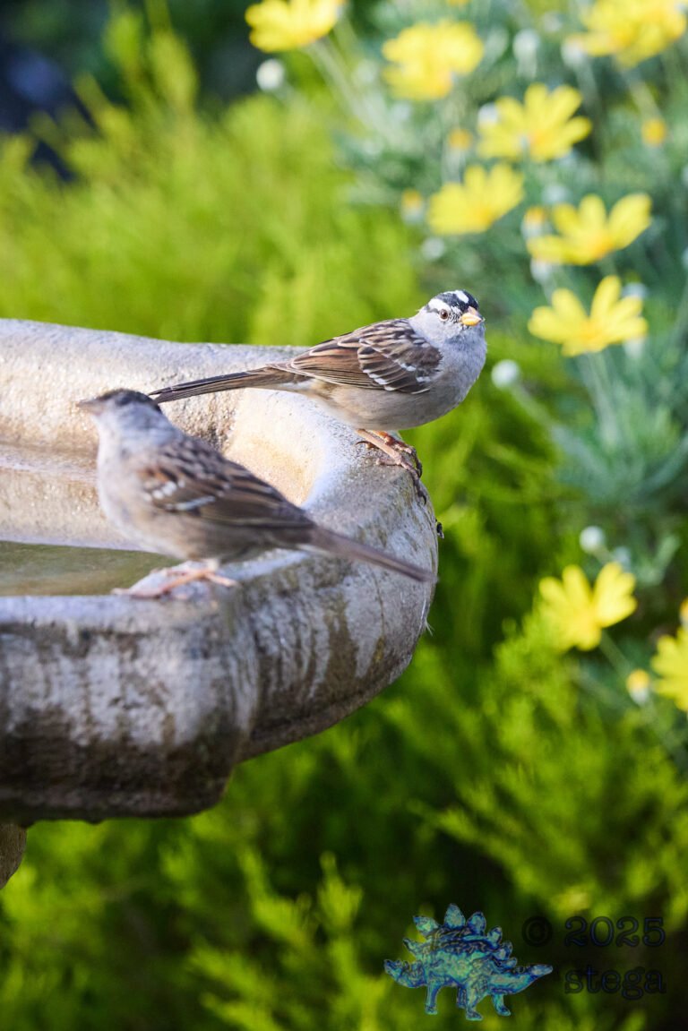White-Crowned Sparrow
