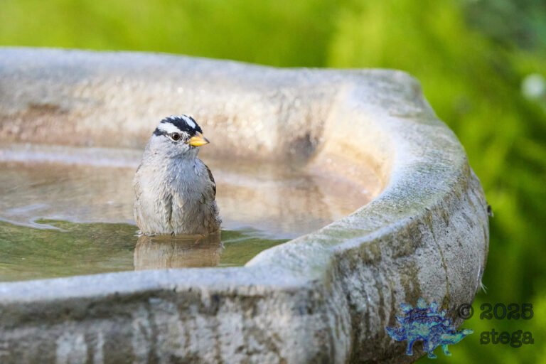 White-Crowned Sparrow