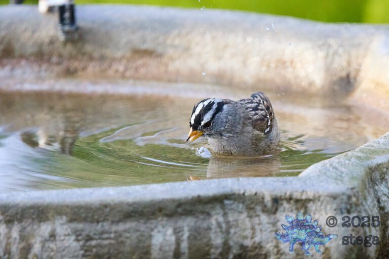 White-Crowned Sparrow