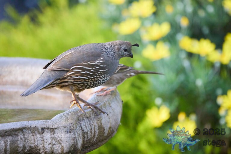 California Quail