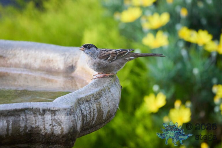 Gold-Crowned Sparrow