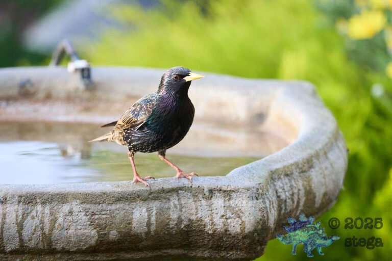 European Starling