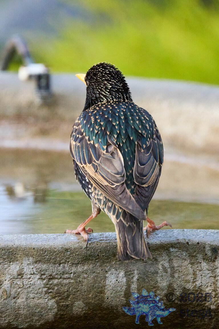 European Starling