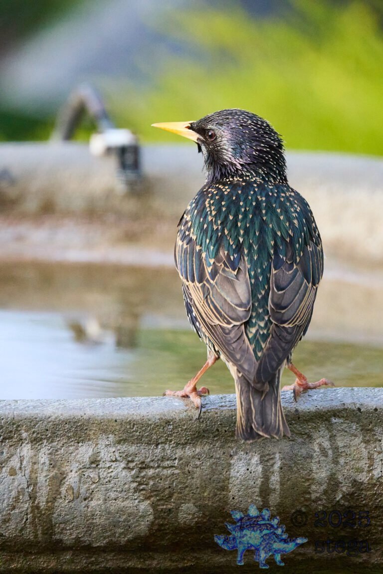 European Starling