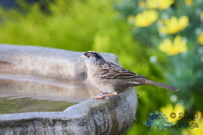 Gold-Crowned Sparrow