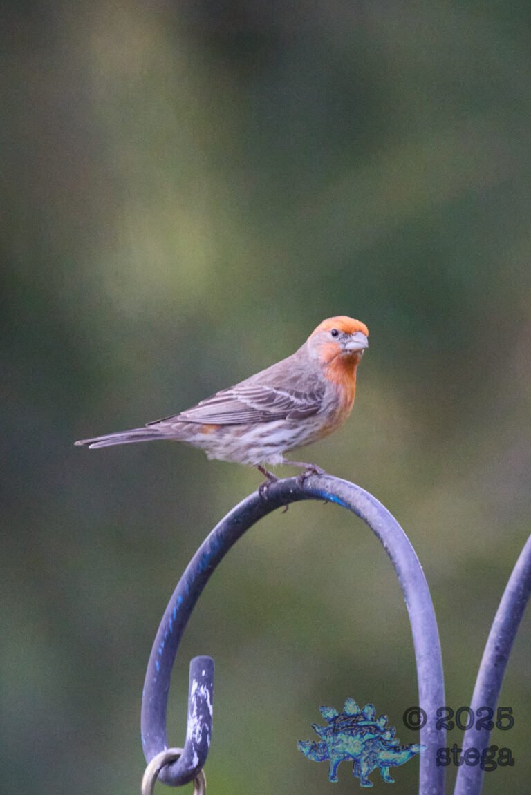 House Finch