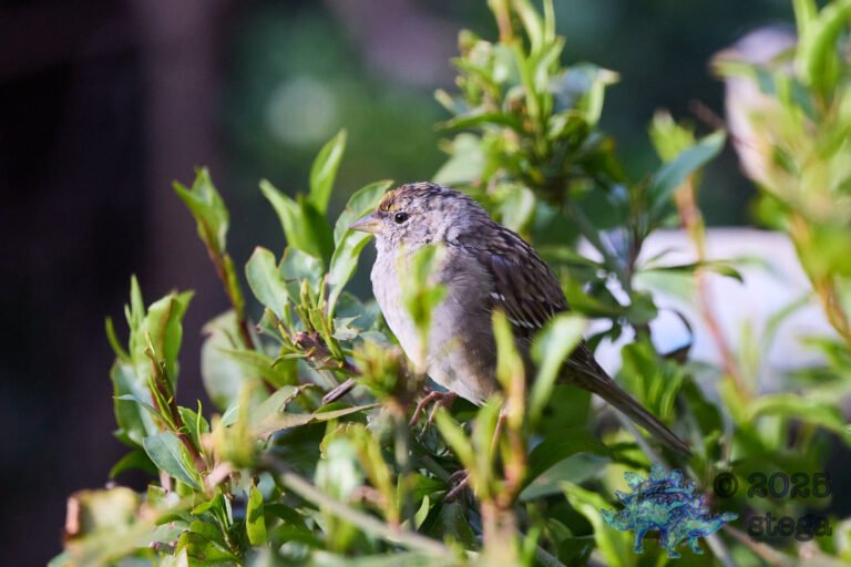 Gold-Crowned Sparrow