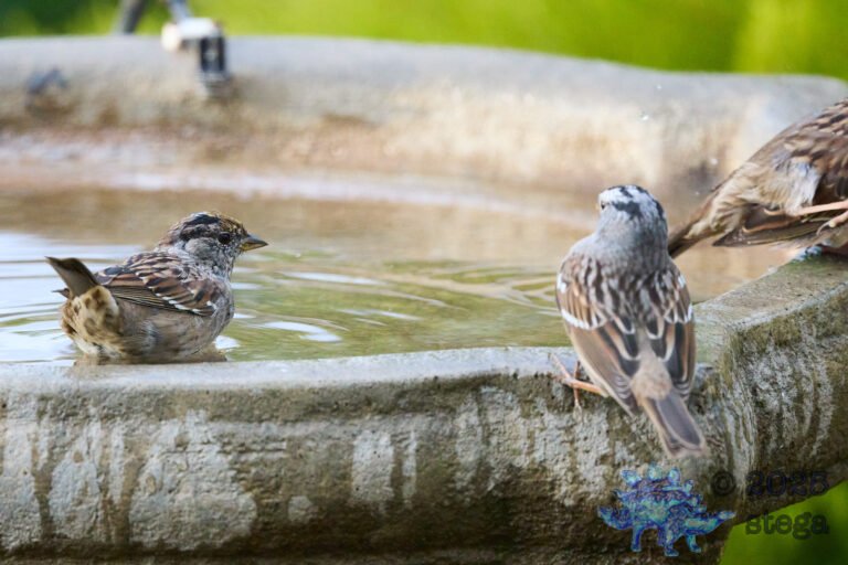 Gold-Crowned Sparrow, White-Crowned Sparrow