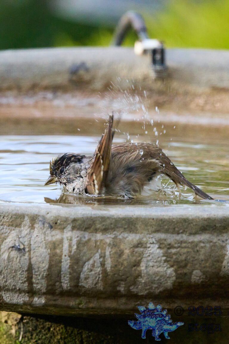 Gold-Crowned Sparrow