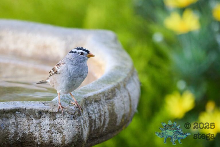 White-Crowned Sparrow