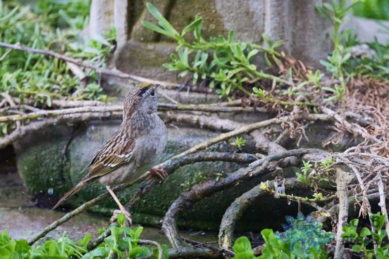 Gold-Crowned Sparrow