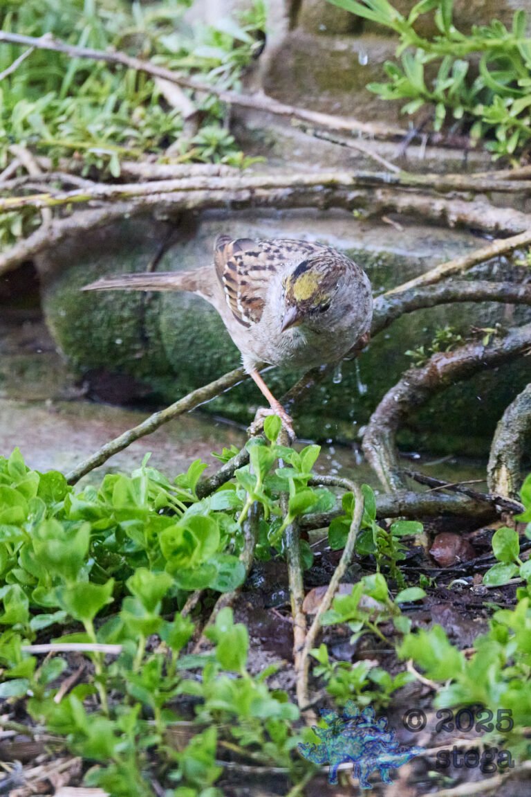 Gold-Crowned Sparrow