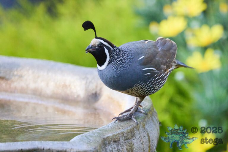 California Quail