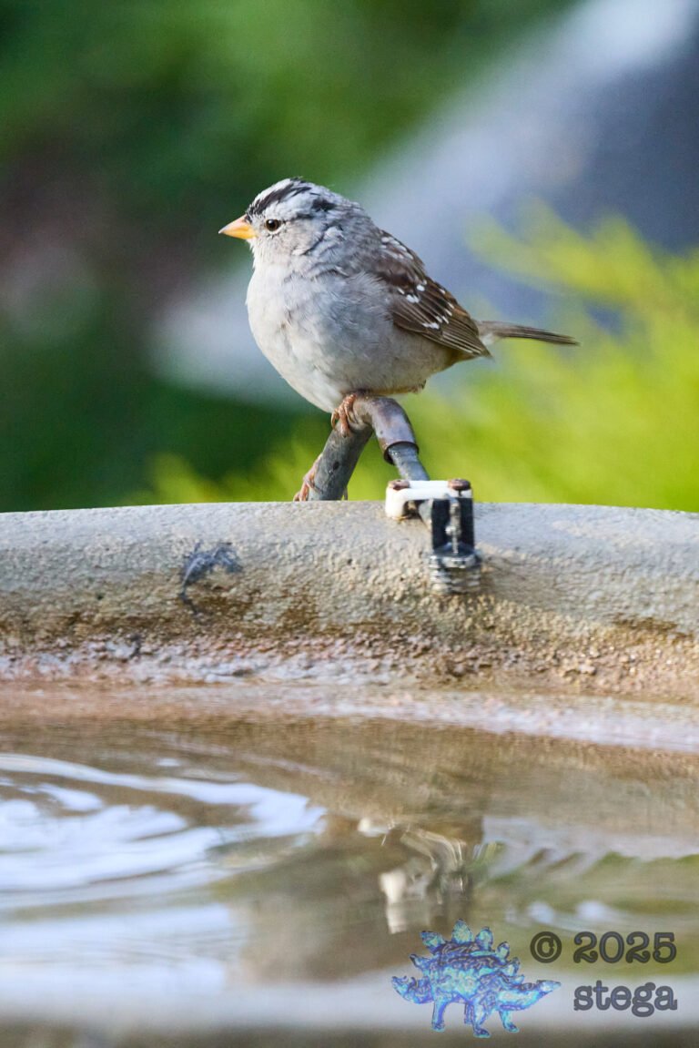 White-Crowned Sparrow