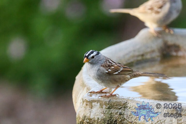 White-Crowned Sparrow