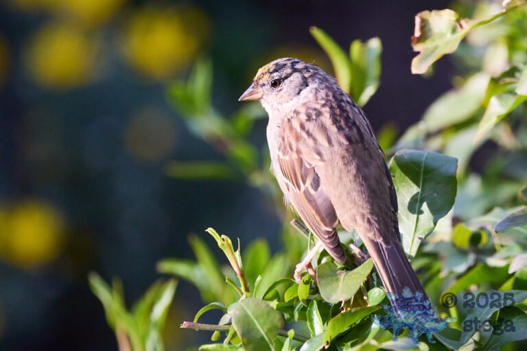 Gold-Crowned Sparrow