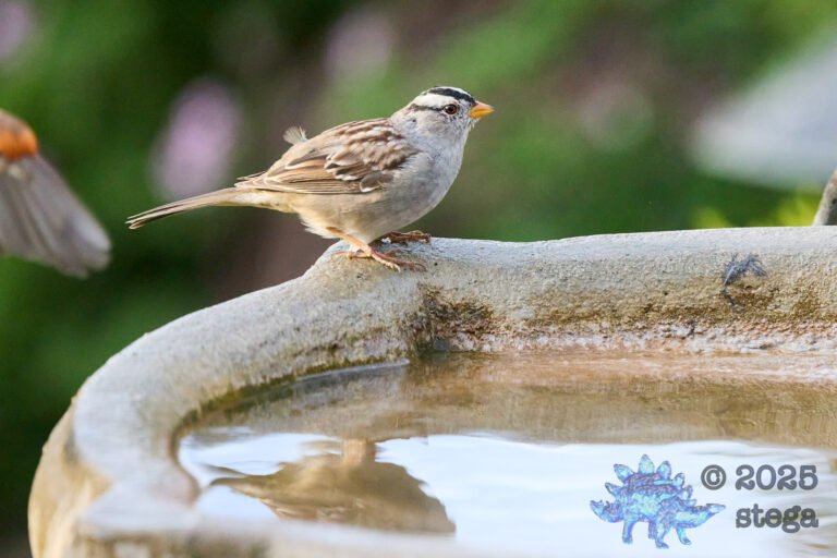 White-Crowned Sparrow