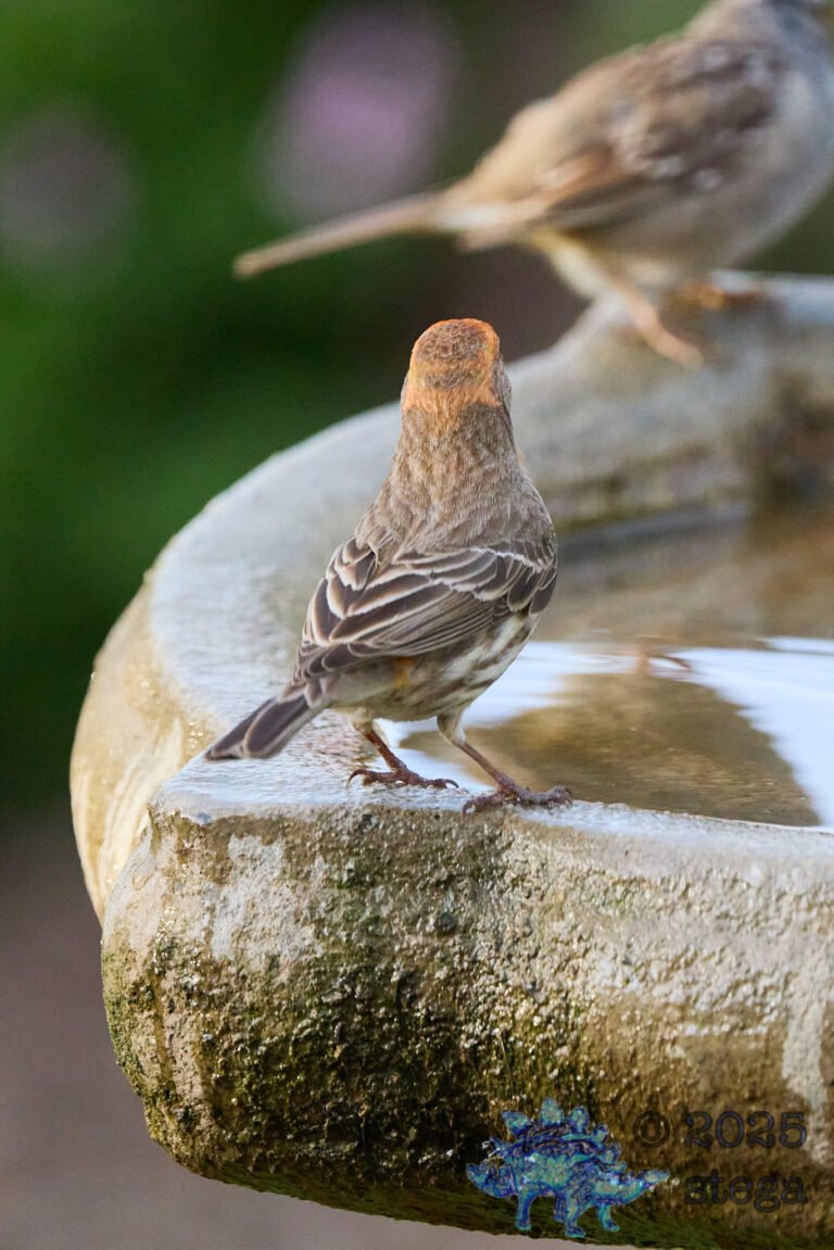 House Finch