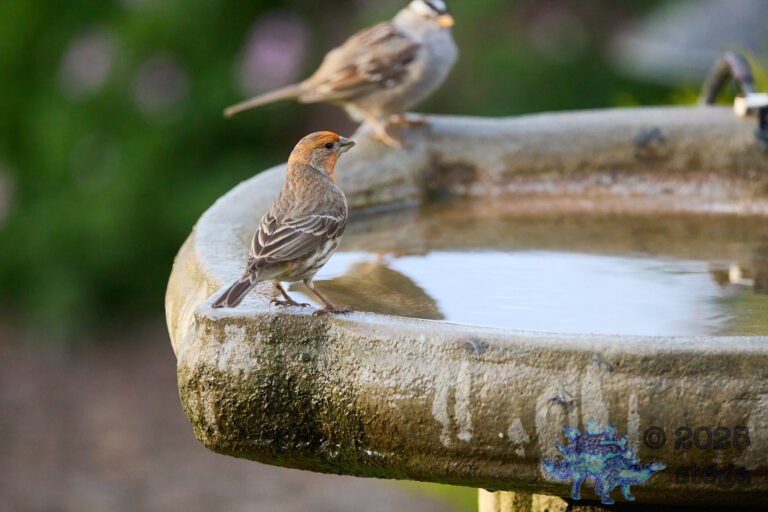 House Finch