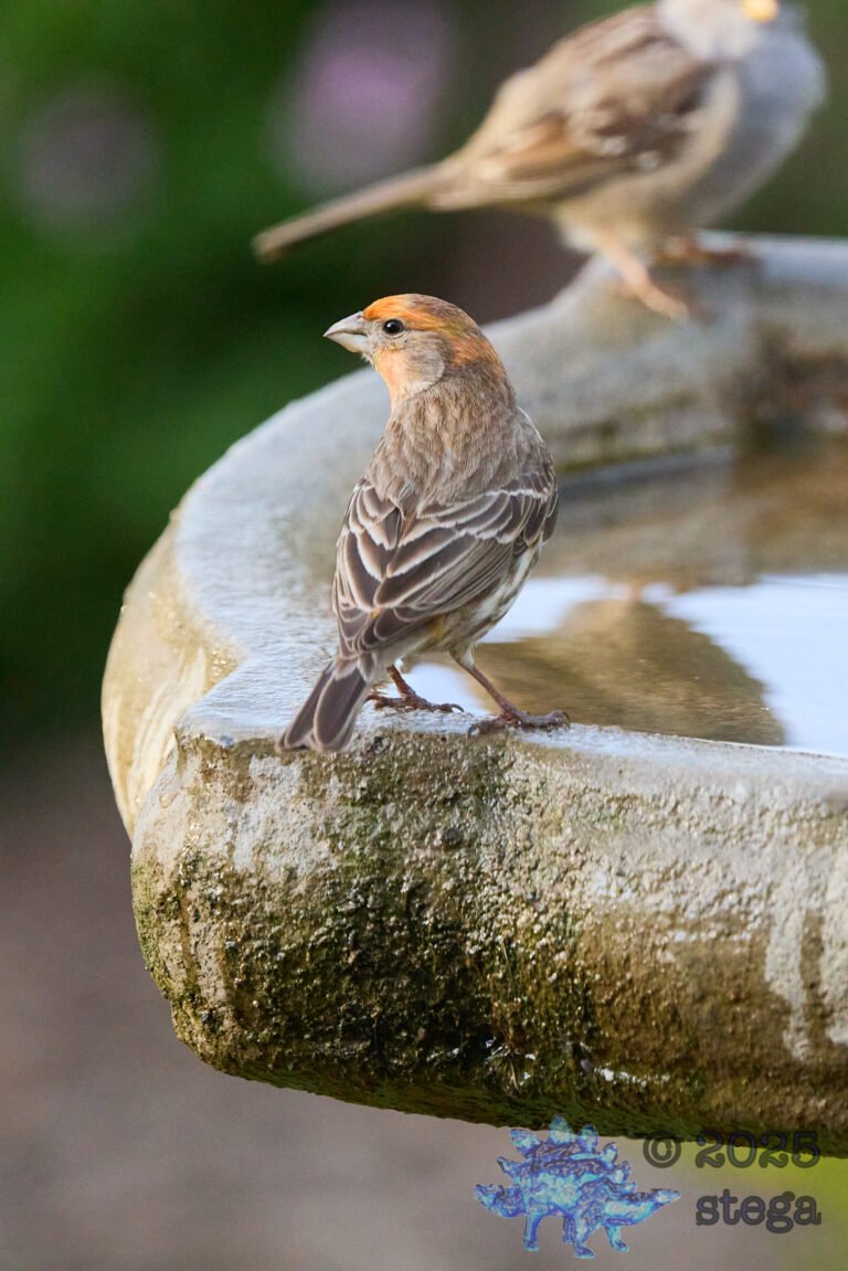 House Finch