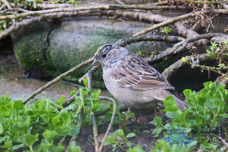 Gold-Crowned Sparrow