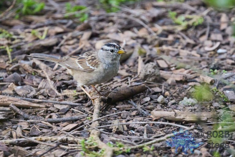 White-Crowned Sparrow
