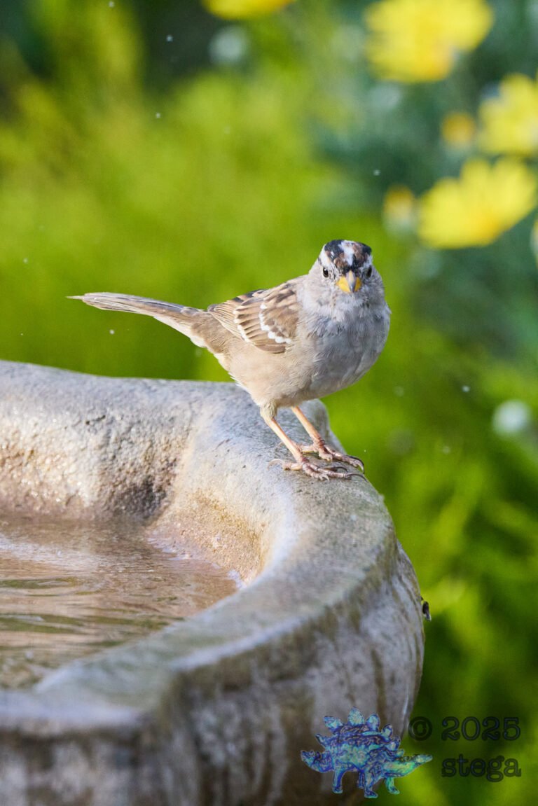 White-Crowned Sparrow