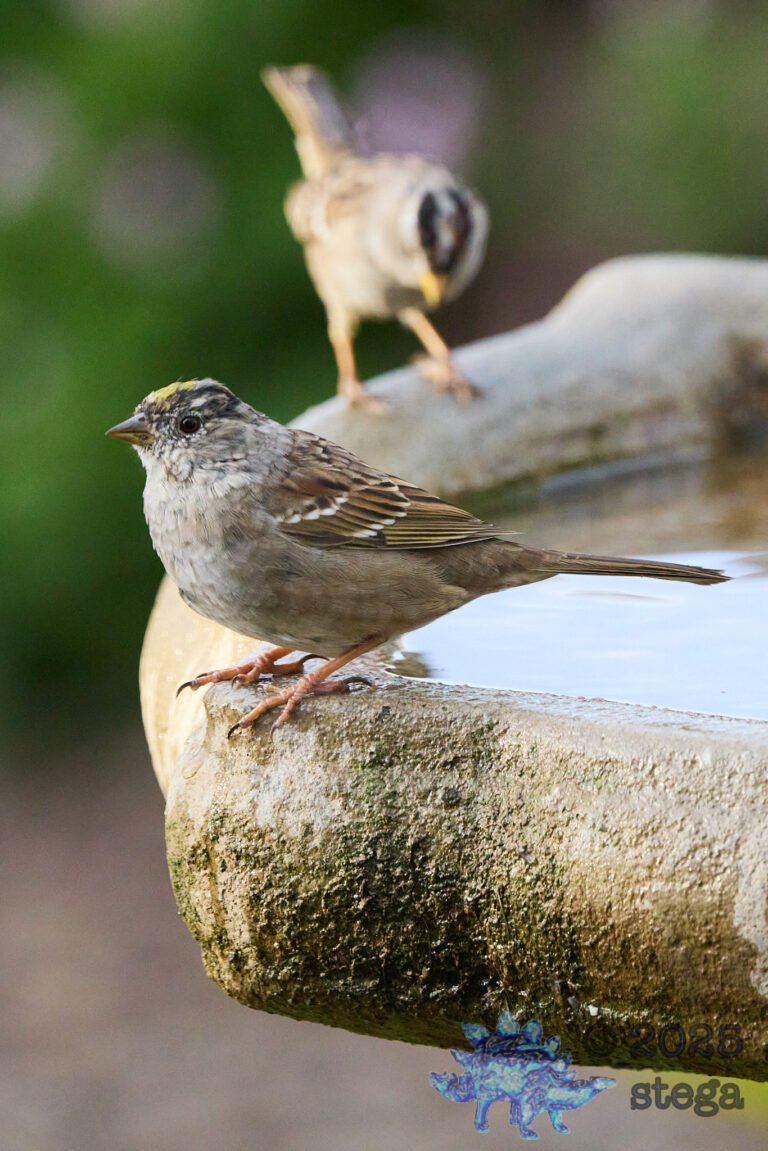 Gold-Crowned Sparrow