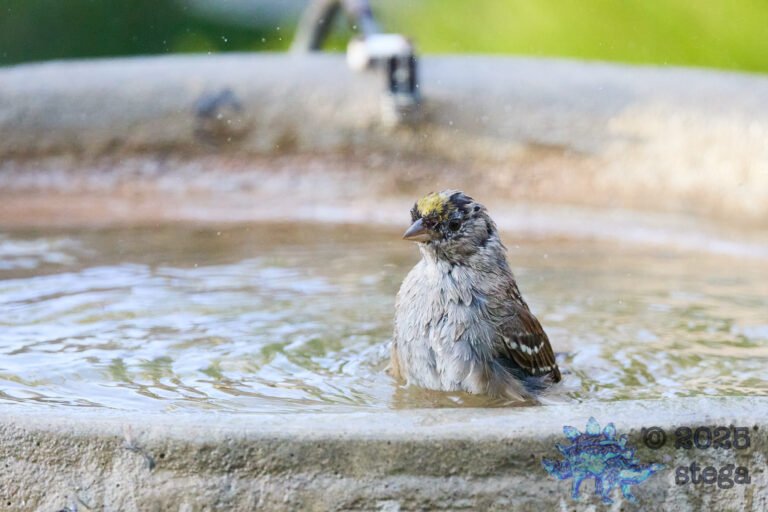 Gold-Crowned Sparrow