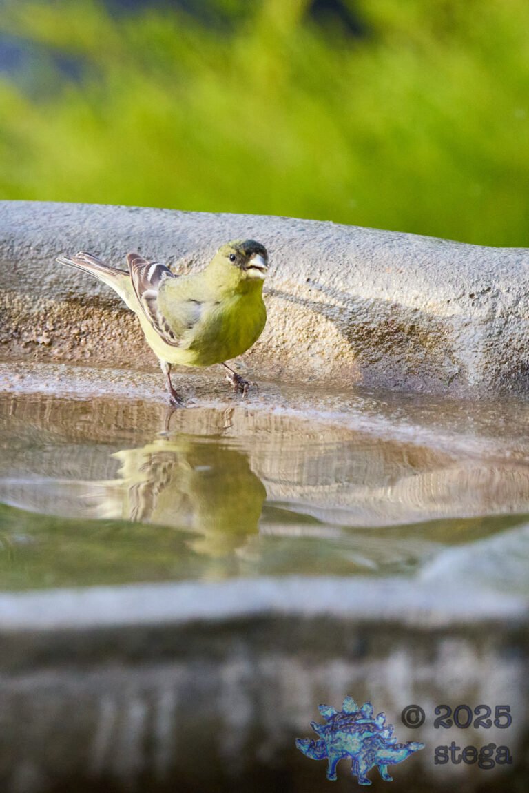Lesser Goldfinch