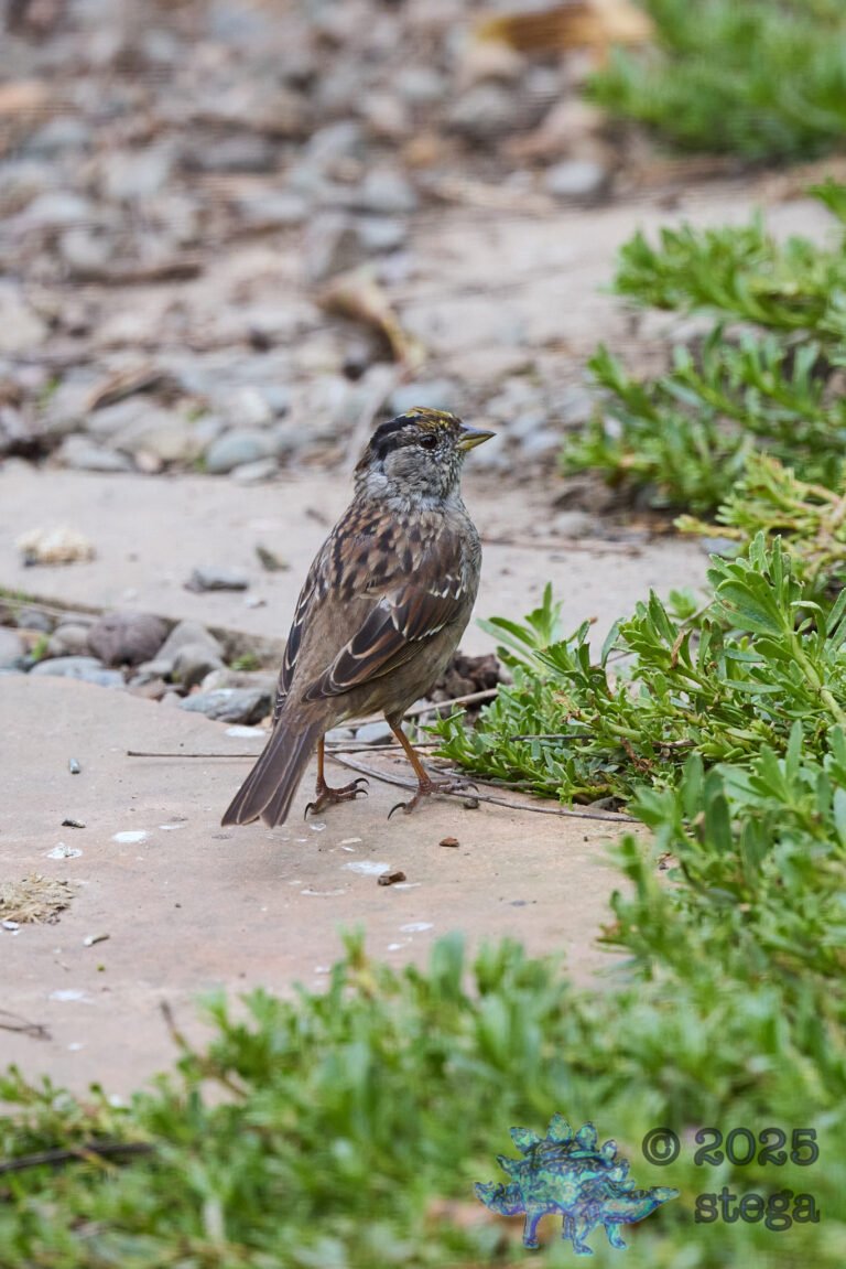 Gold-Crowned Sparrow
