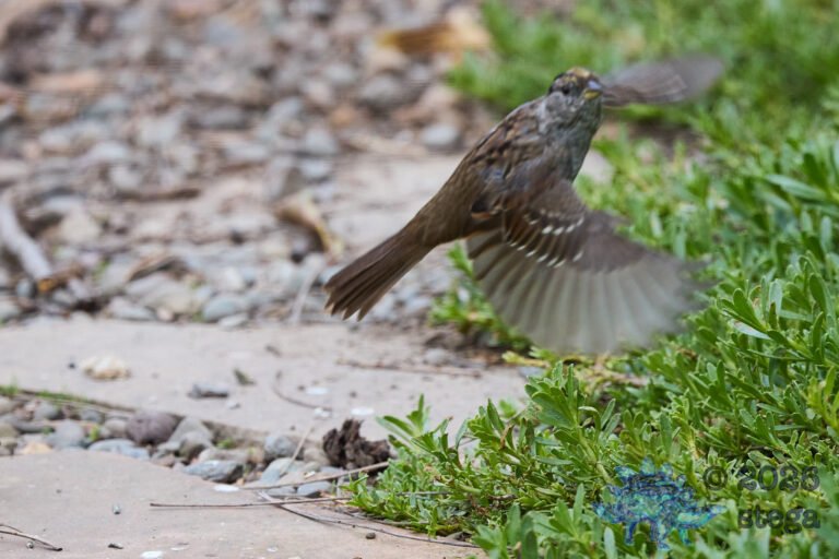 Gold-Crowned Sparrow