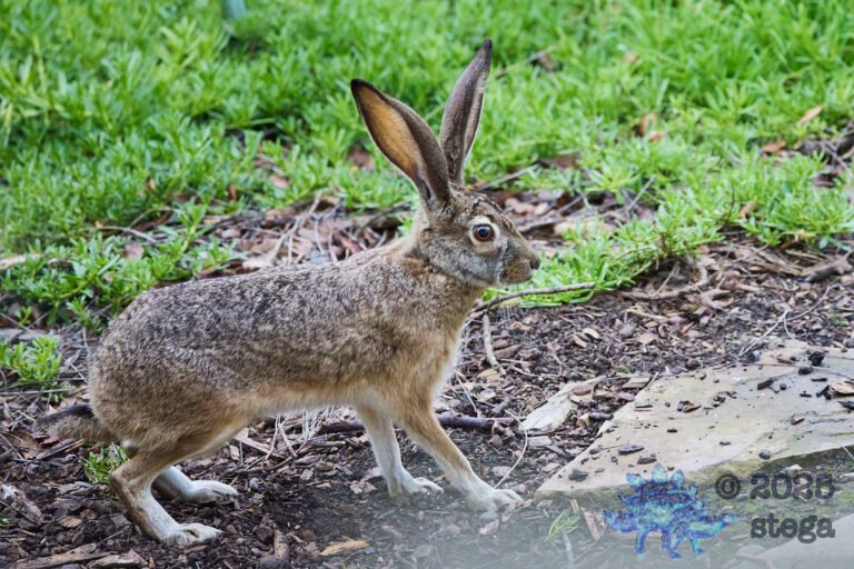 Hare