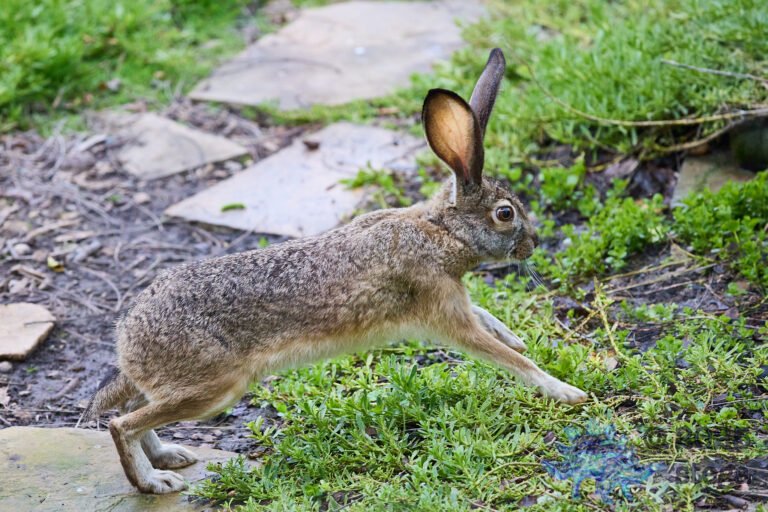 Hare