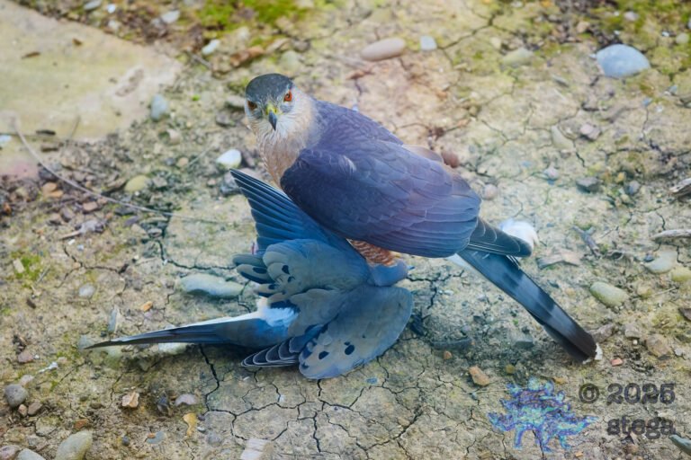Cooper’s Hawk, Mourning Dove