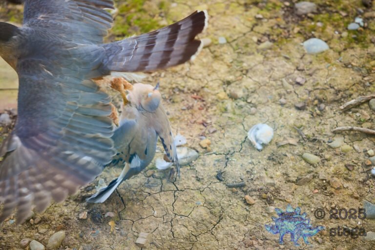 Cooper’s Hawk, Mourning Dove