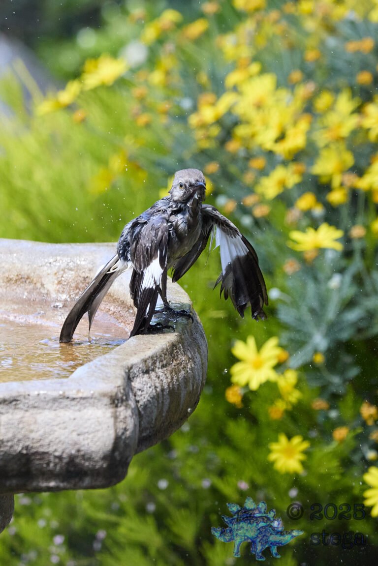 Northern Mockingbird