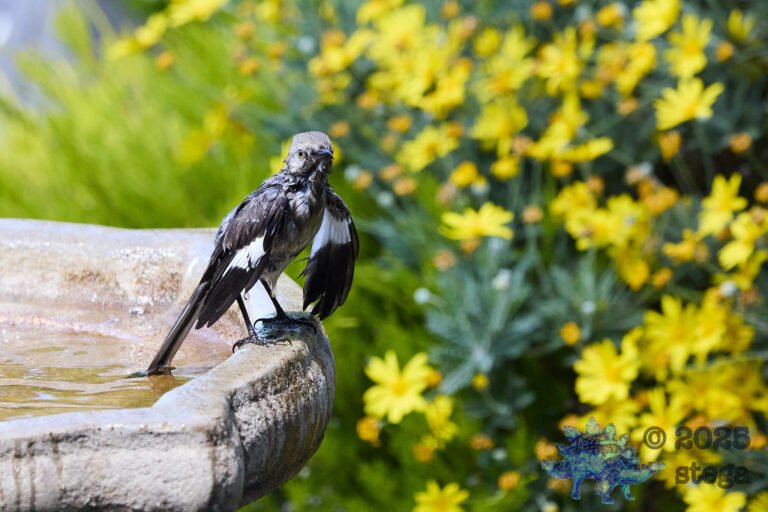 Northern Mockingbird