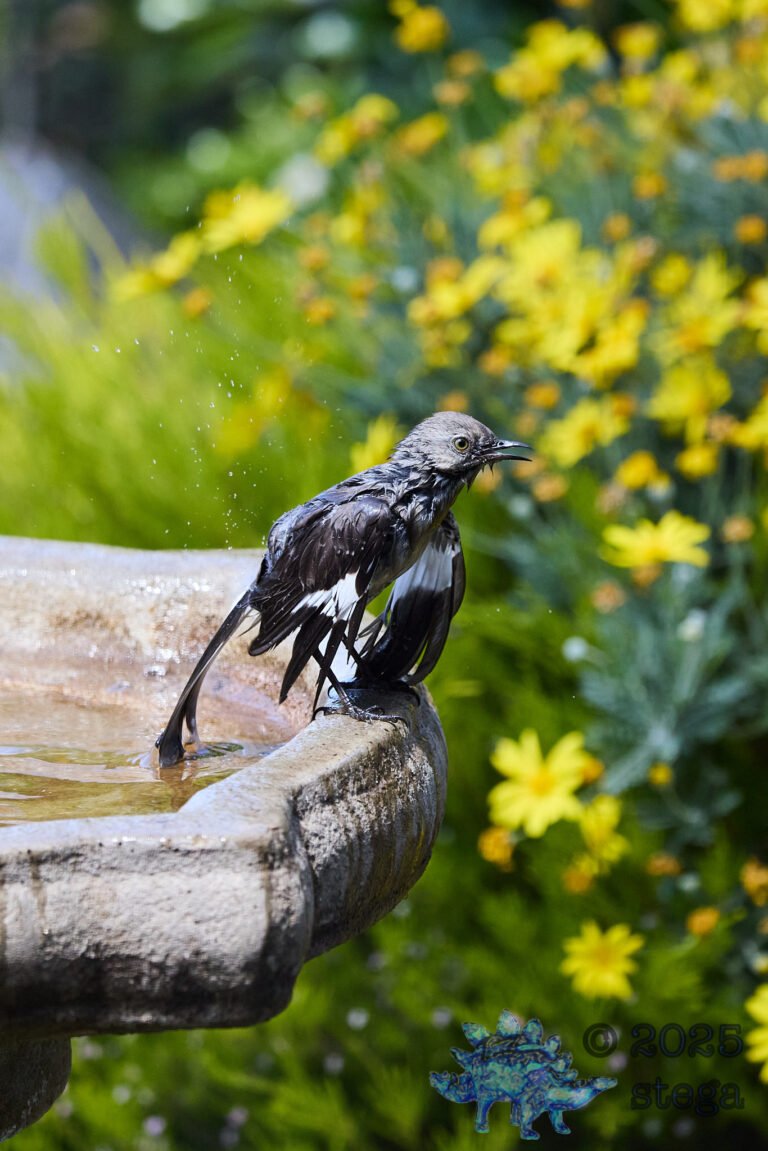 Northern Mockingbird