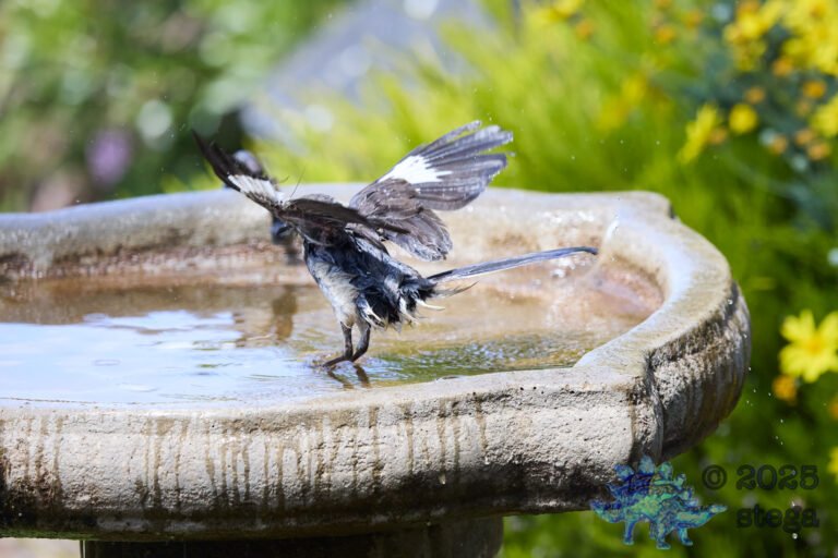 Northern Mockingbird
