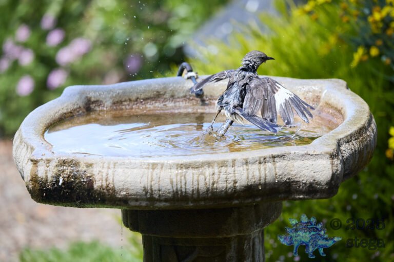 Northern Mockingbird