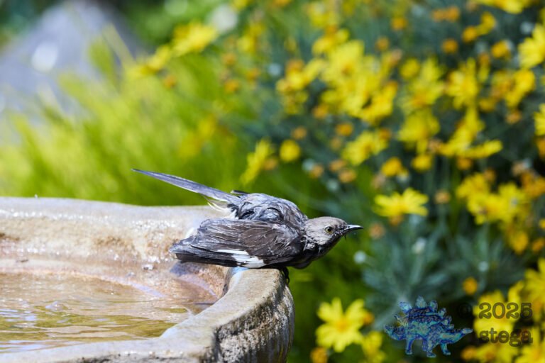 Northern Mockingbird