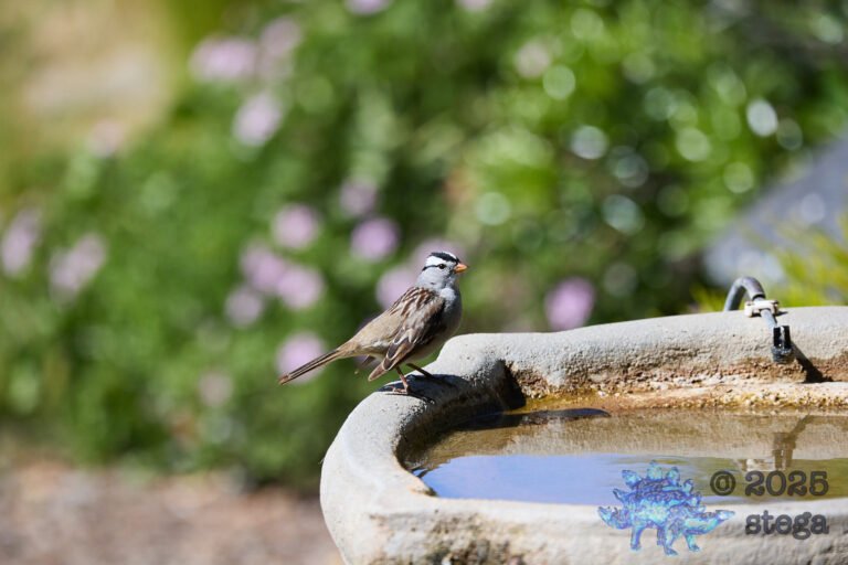 White-Throated Sparrow