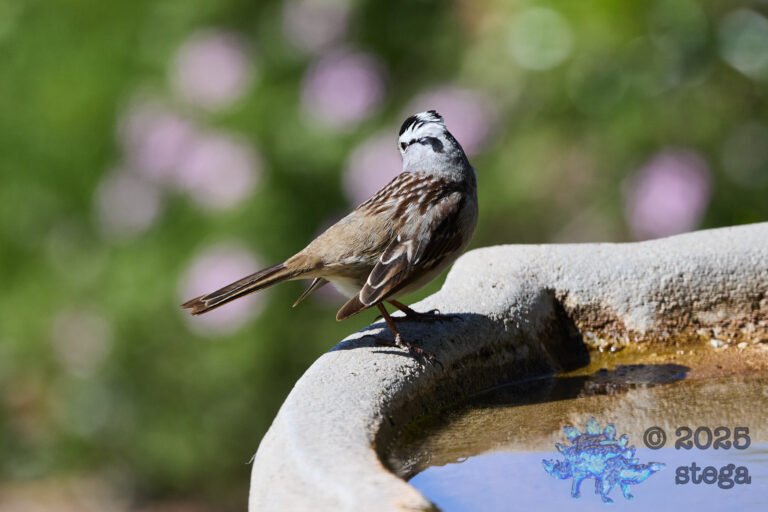 White-Throated Sparrow