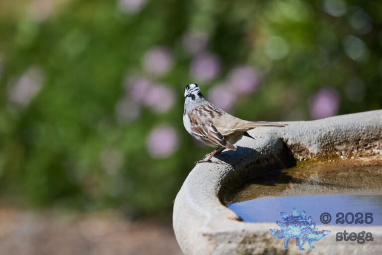 White-Throated Sparrow