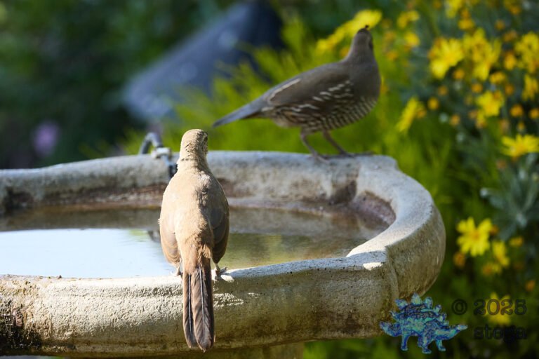 California Thrasher, California Quail